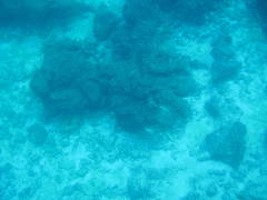 Johnrandallia nigrirostris