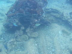 Johnrandallia nigrirostris