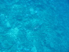 Chilomycterus reticulatus