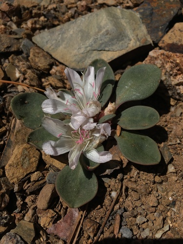 Image of Lewisia kelloggii by (c) Matt Berger, some rights reserved (CC BY)