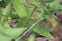 Alloispermum scabrum