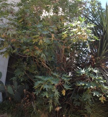 Ricinus communis