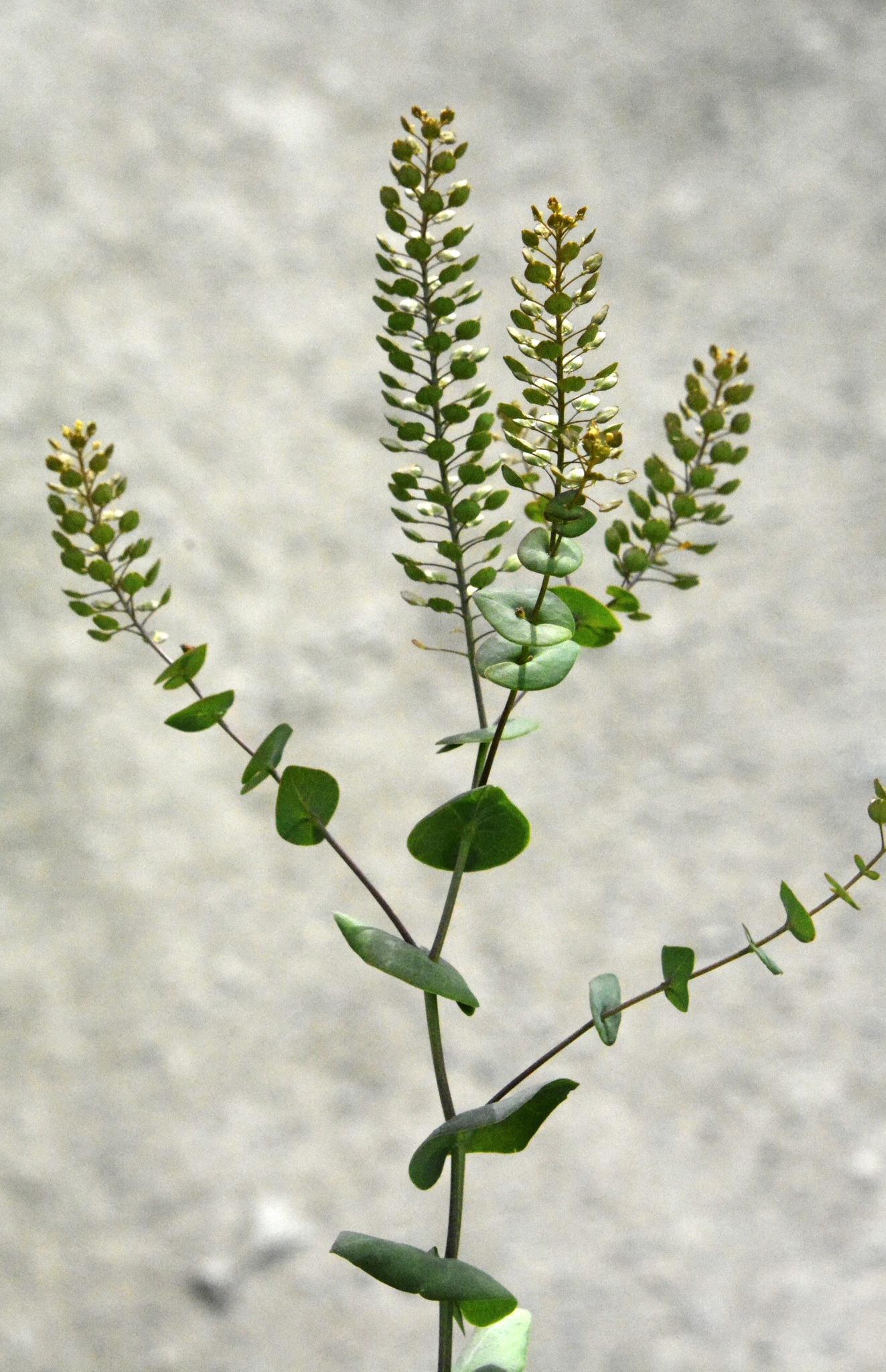 Lepidium perfoliatum