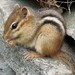Chipmunks - Photo (c) Gilles Gonthier, some rights reserved (CC BY)