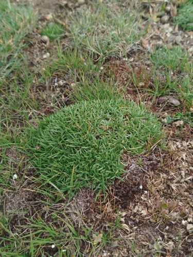 Festuca iberica