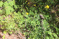 Alloispermum scabrum