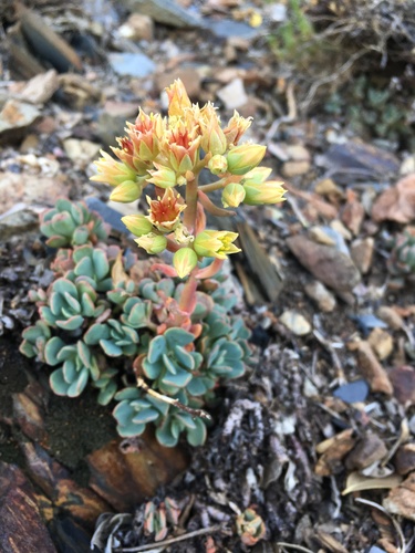 Image of Sedum paradisum by (c) Matt Berger, some rights reserved (CC BY)