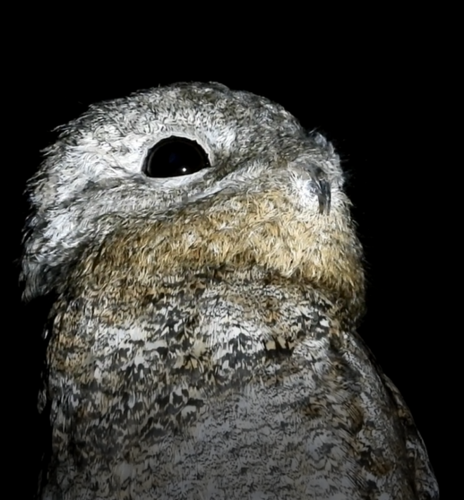 Great Potoo