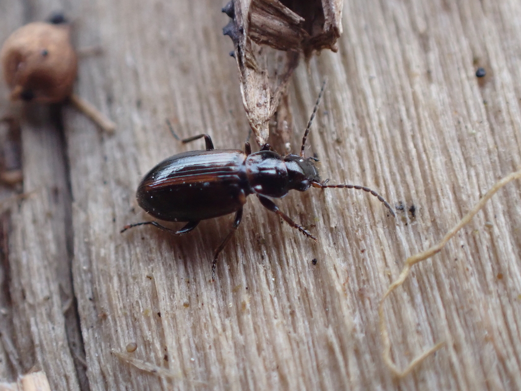 Mannerheim's Ground Beetle