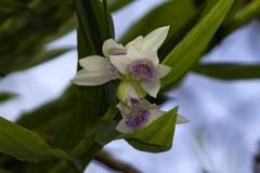 Thunia alba bracteata