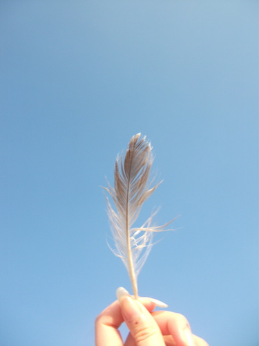 Plume de Goéland dominicain