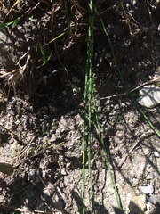 Equisetum variegatum