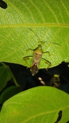 Nematopus