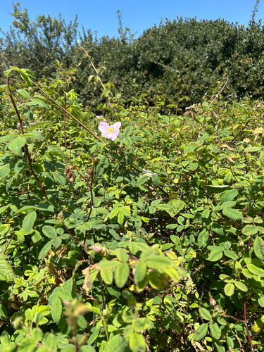 iNaturalist observation photo of California Wild Rose