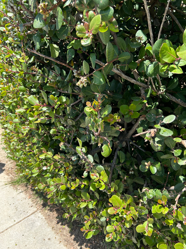 iNaturalist observation photo of lemonade berry