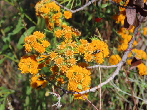 San Pedro Matchweed (Xanthocephalum gymnospermoides)