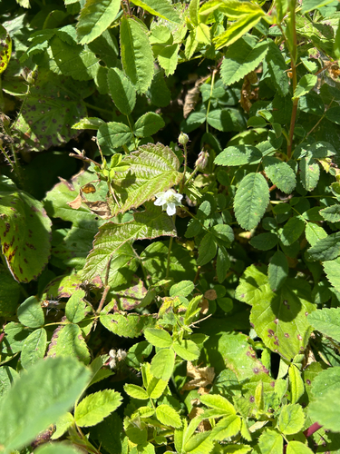 iNaturalist observation photo of Pacific Berries