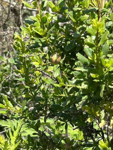 iNaturalist observation photo of Coyote Brush Bud Gall Midge
