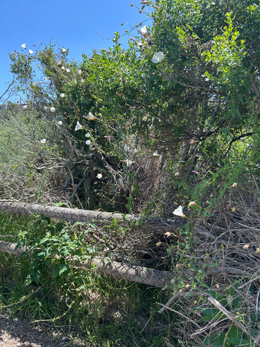 iNaturalist observation photo of coast morning glory