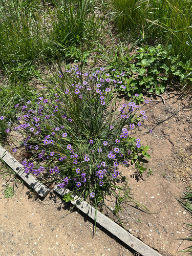 iNaturalist observation photo of western blue-eyed grass