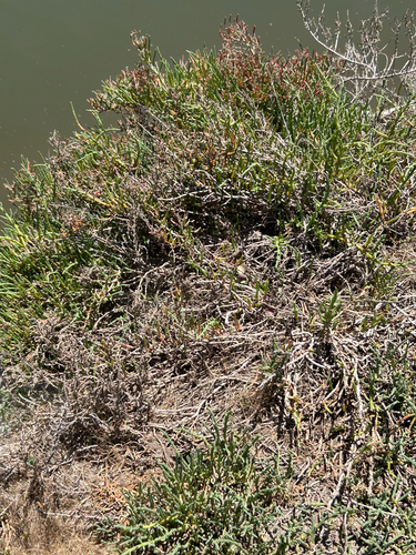iNaturalist observation photo of Parish's glasswort