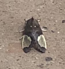 Bertholdia