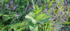 European Birthwort (Aristolochia clematitis)