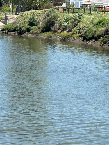iNaturalist observation photo of Great Blue Heron