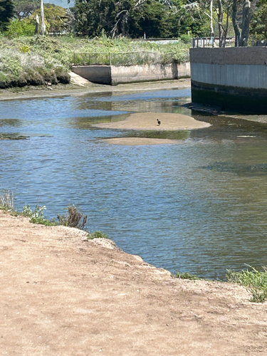 iNaturalist observation photo of American Coot