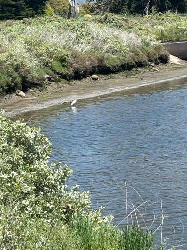 iNaturalist observation photo of Snowy Egret