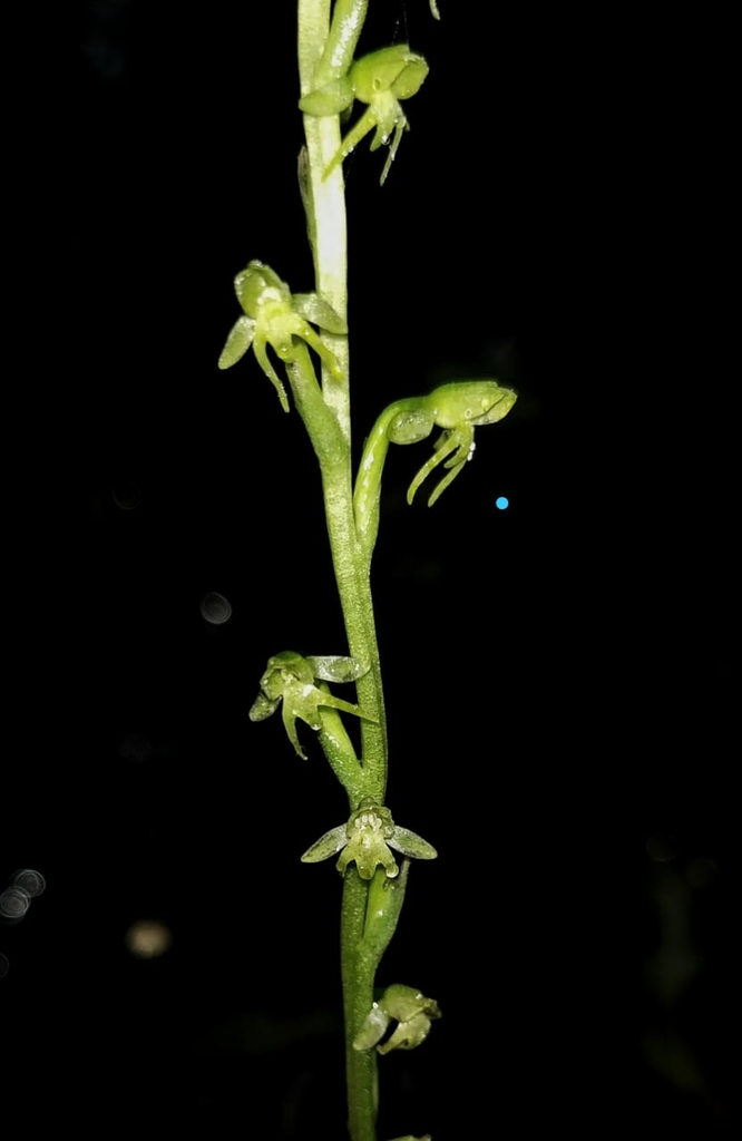 Peristylus aristatus