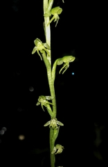 Peristylus aristatus