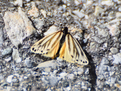 Setina