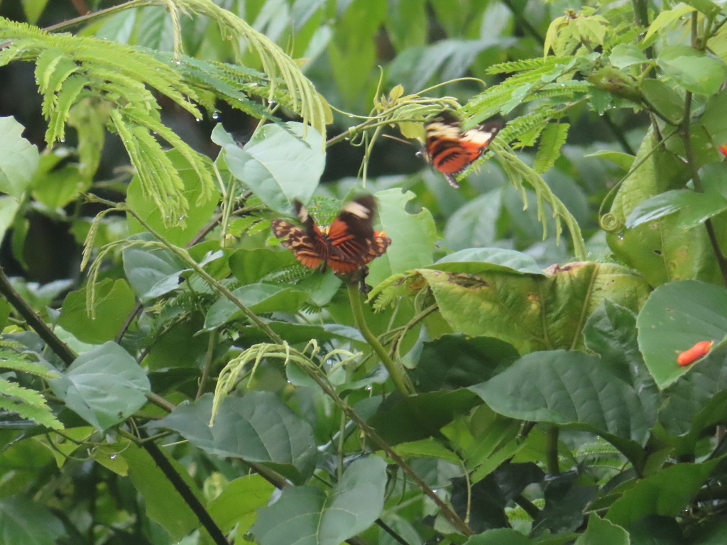 Heliconius pardalinus