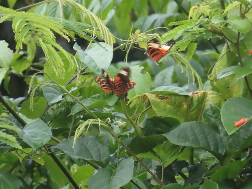 Heliconius pardalinus