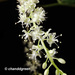 Anredera cordifolia - Photo (c) Young Chan,  זכויות יוצרים חלקיות (CC BY-NC), uploaded by Young Chan