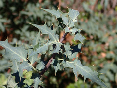 Berberis nevinii