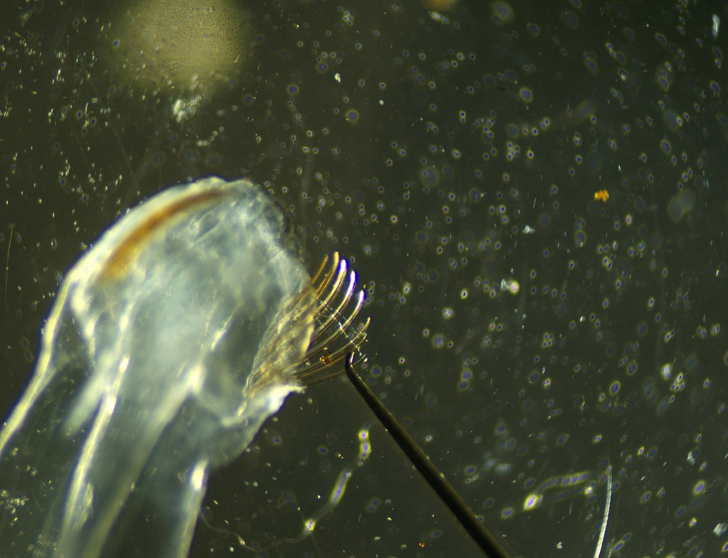 Pseudosagitta lyra
