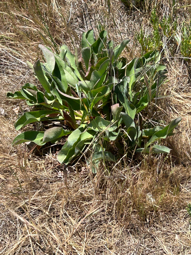 iNaturalist observation photo of Western Marsh Rosemary