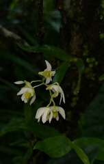 Dendrobium nanum