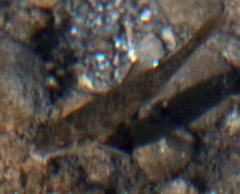 Catostomus occidentalis