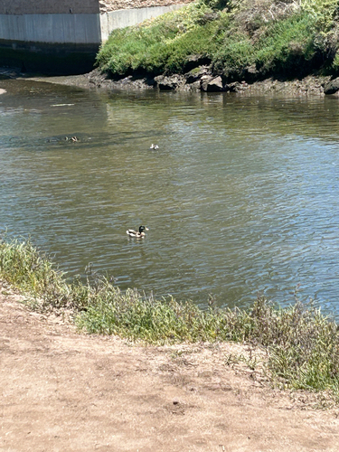 iNaturalist observation photo of Mallard