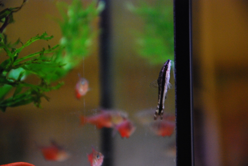 Otocinclus commun (Otocinclus affinis)