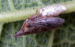 Membracinae