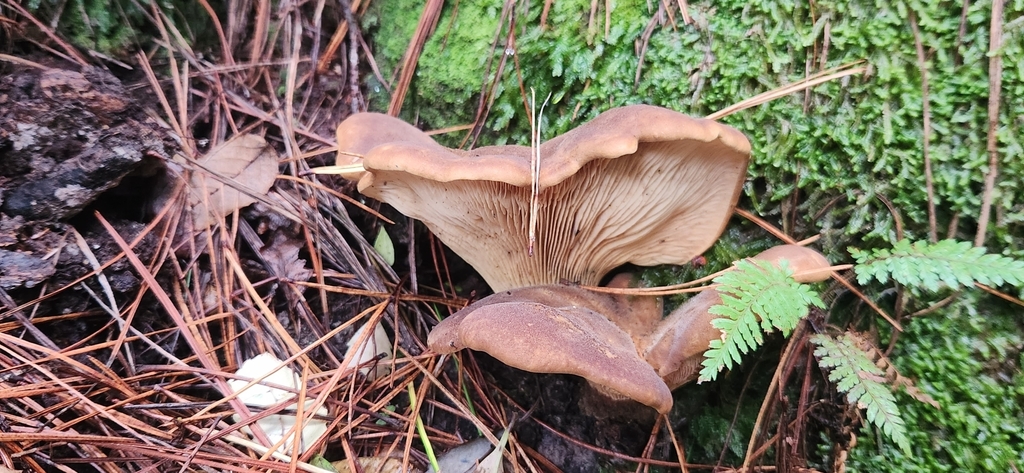 Tapinella atrotomentosa · May 2025 · photo: © sam-speight (iNaturalist, cc-by-sa)