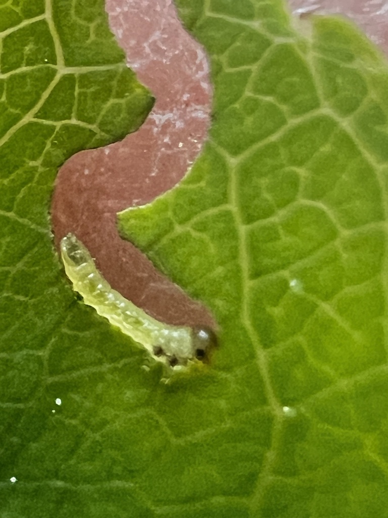 Sterictiphora serotina