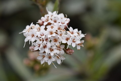 Stevia pyrolifolia