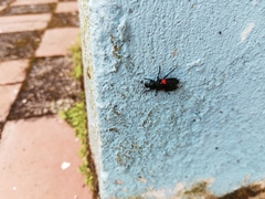 Astylus aulicus