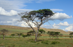 Burkea africana