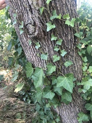 Hedera helix